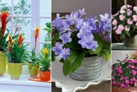 Indoor plant with flowers