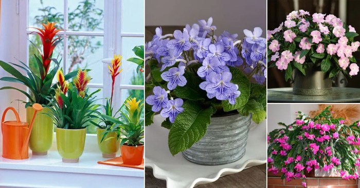 Indoor plant with flowers