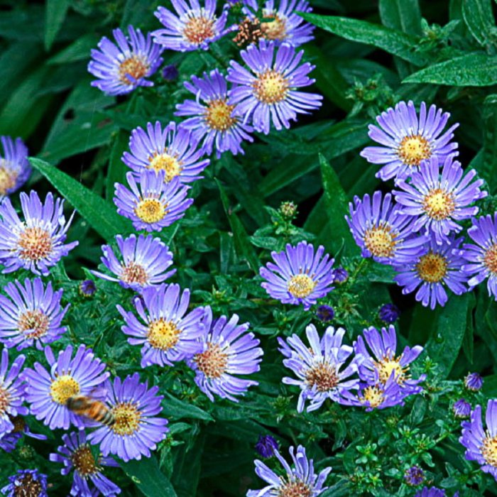 Plant flowers in summer