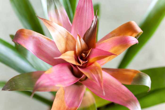 Indoor plant with flowers