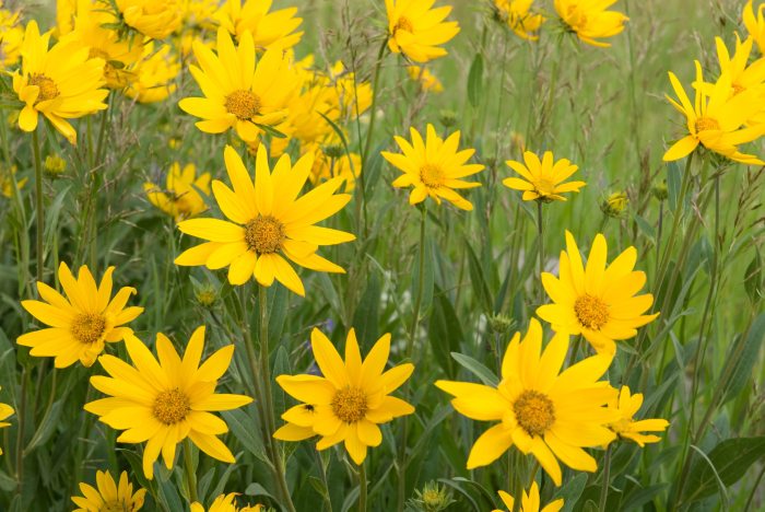 Plant with yellow daisy like flowers