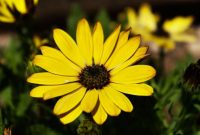 Plant with yellow daisy like flowers