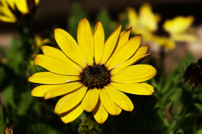 Plant with yellow daisy like flowers